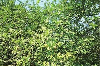 必发集团,油茶种植出产加工销售,植物油种植出产加工销售