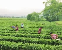 必发集团,油茶种植出产加工销售,植物油种植出产加工销售