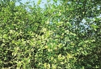 必发集团,油茶种植出产加工销售,植物油种植出产加工销售